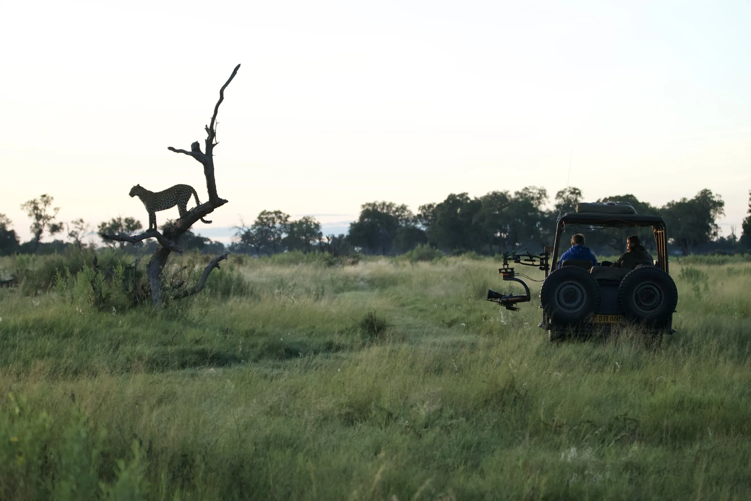 A leopard in a dead tree at dusk, with the filming vehicle parked in the grass nearby